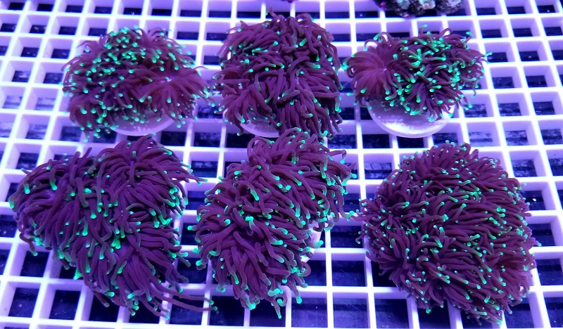 Euphyllia glabrescens (pr. hoved)